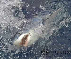 Mako Shark fishing aboard Southbound Fishing Charters out of Waterford, CT
