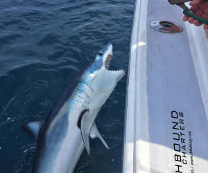 Mako shark fishing out of Waterford Connecticut with Southbound Fishing Charters