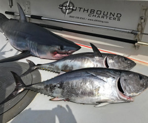Mako shark and Tuna combo with Southbound Fishing Charters out of Waterford, CT