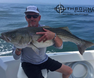 Big Striped bass on Southbound Fishing Charters out of Waterford, Connecticut